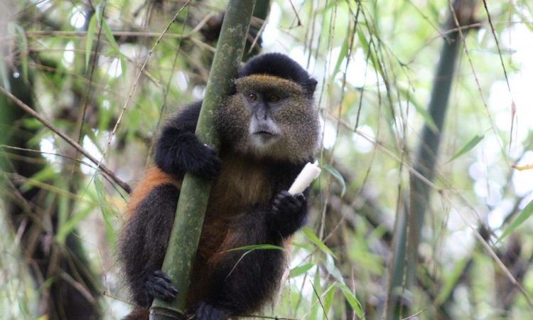 Golden Monkey tracking in Mgahinga