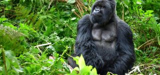 Tourist activities in Mgahinga Gorilla National Park