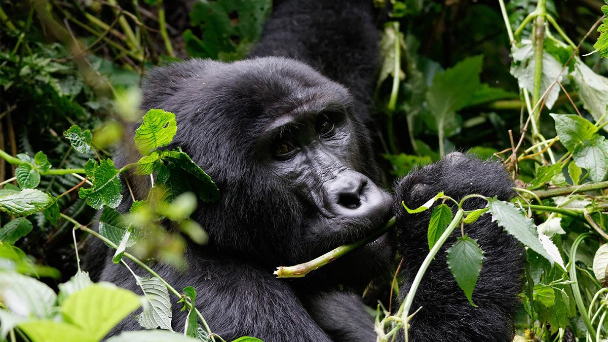 Gorilla Trekking in Rwanda 2021