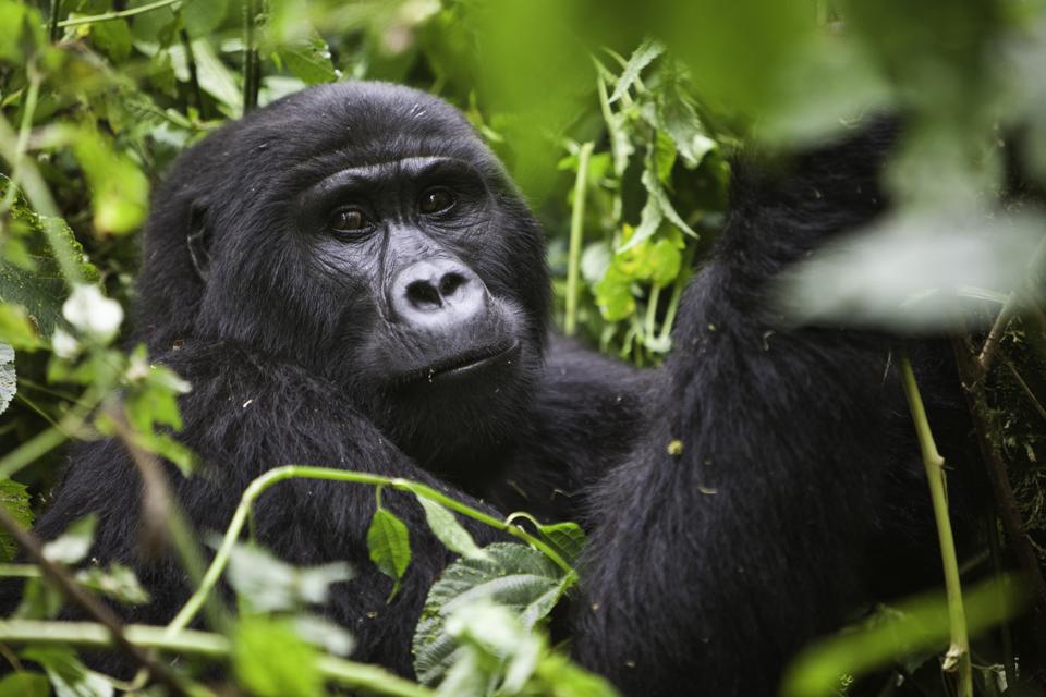 Gorilla trekking in Congo 2021