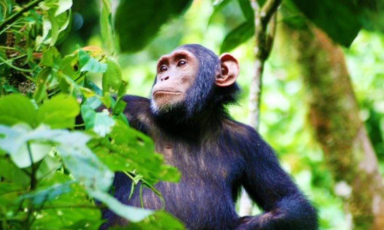  Uganda Animals- Wildlife Viewing Safaris