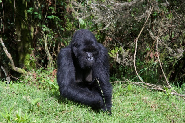 How to Book a gorilla trekking permit in Uganda