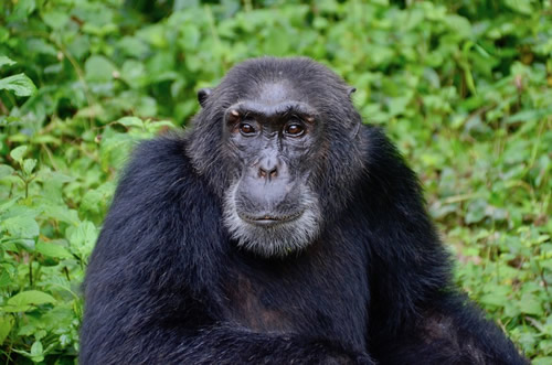 Chimpanzee Trekking in Budongo Forest