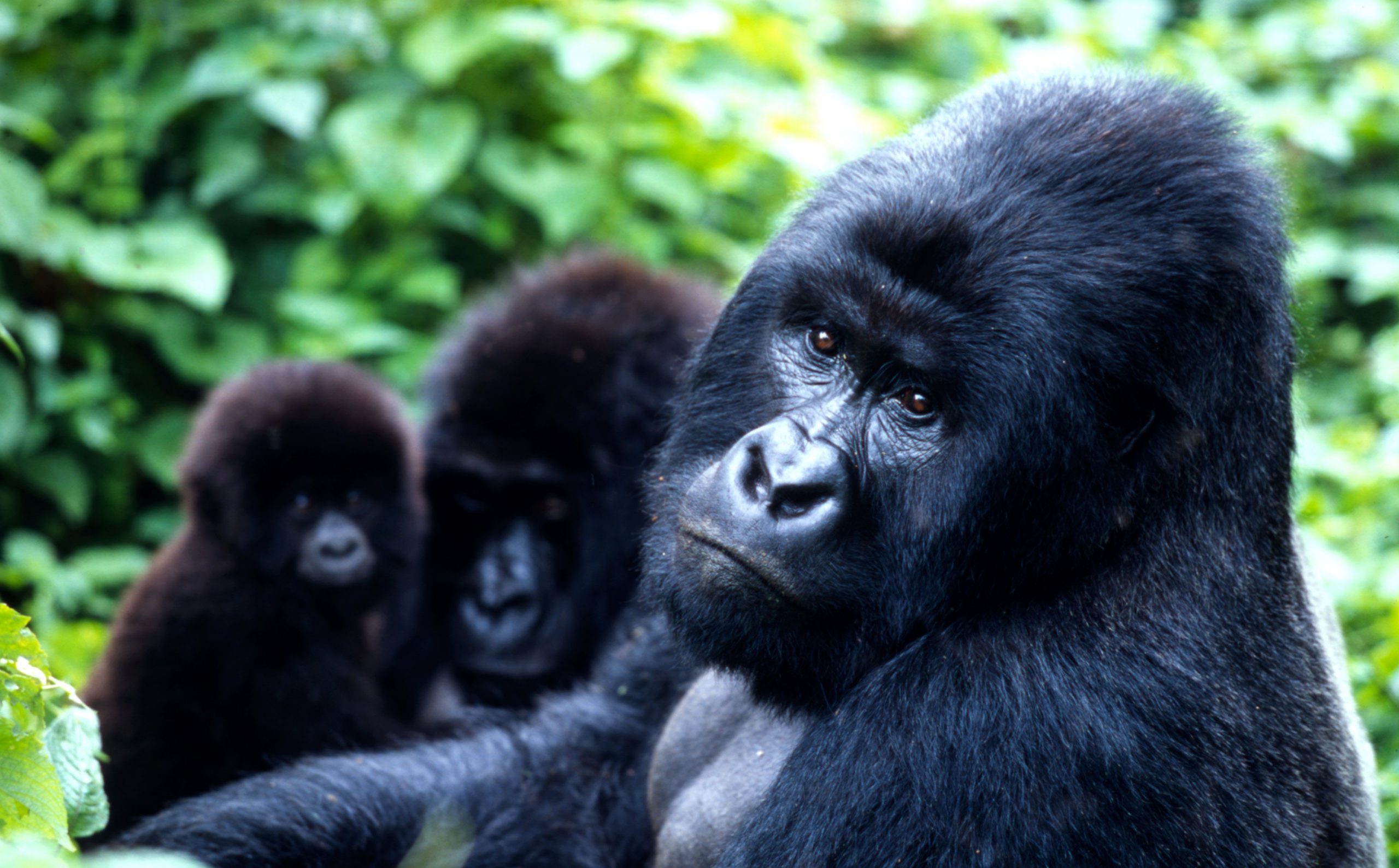 Mountain gorilla families in Virunga national park Congo
