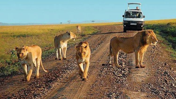 3 Days Murchison falls wildlife safari