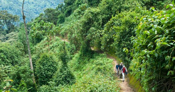 Hiking trails in Nyungwe forest national park