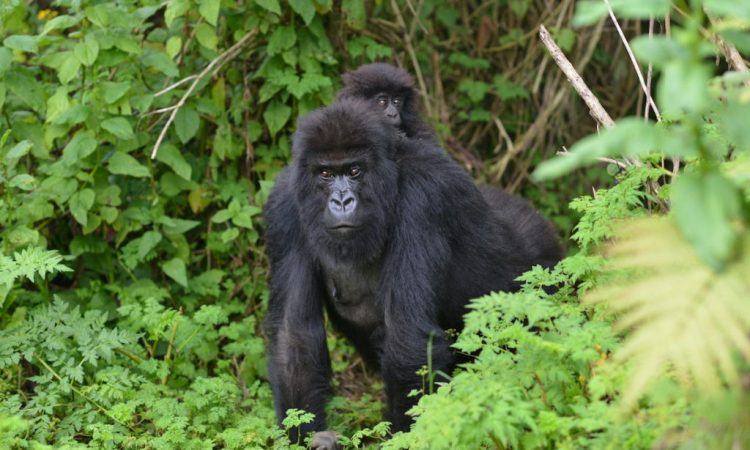 What Is There To Do In Mgahinga Gorilla National Park?