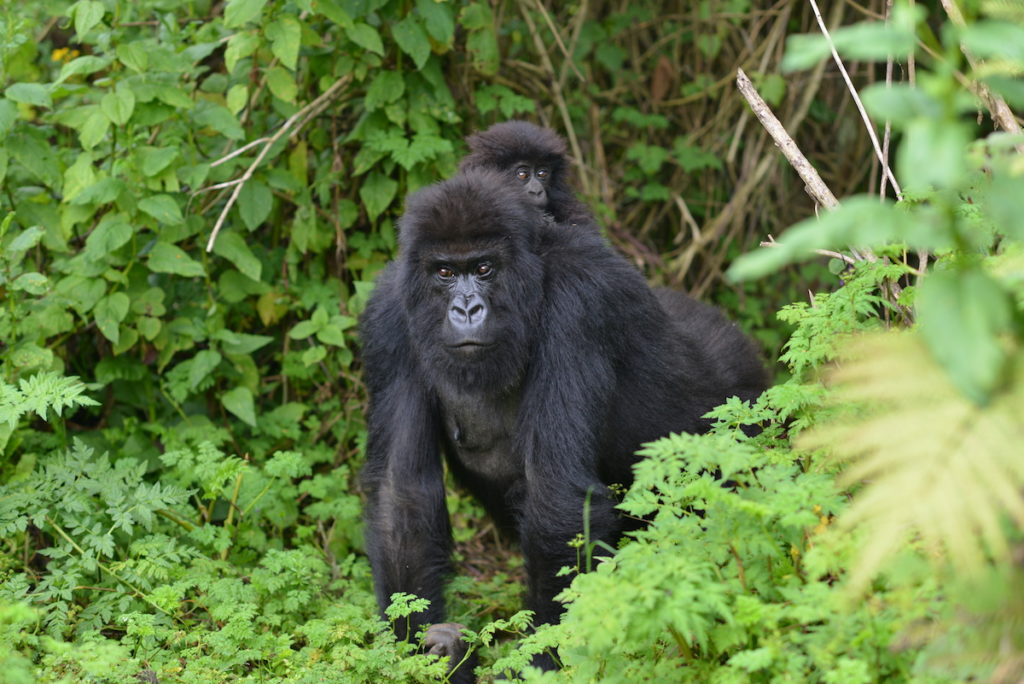 Gorillas in Mgahinga National park