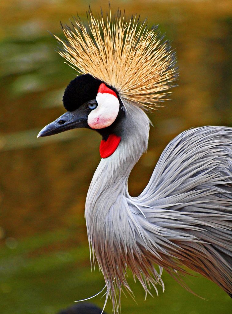 Bird List in Queen Elizabeth National Park Uganda-Birding Safari
