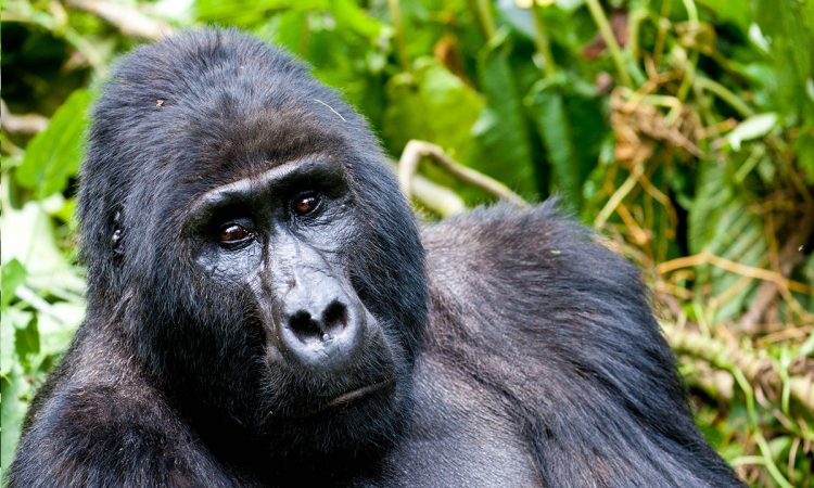 Best time to go for Gorilla trekking in Uganda