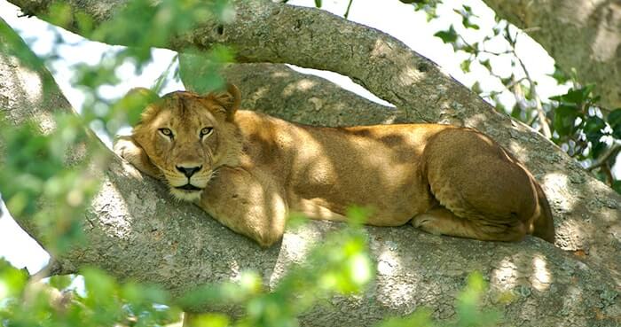 Tree climbing lions in Ishasha sector