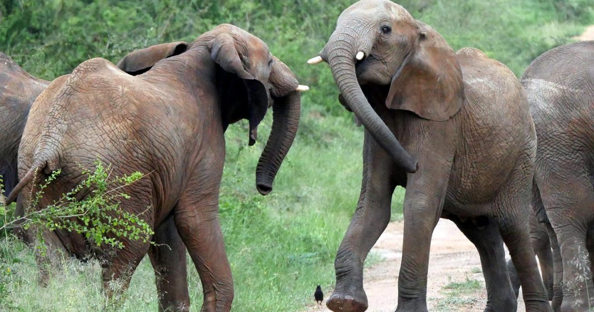 Big 5 Mammals /Uganda Safari