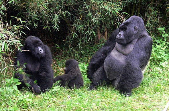 Gorilla trekking safari in Rwanda