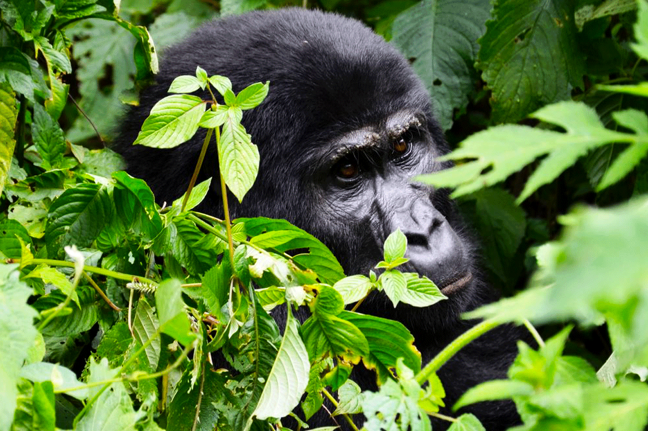 Habituating the Mountain Gorillas of Uganda