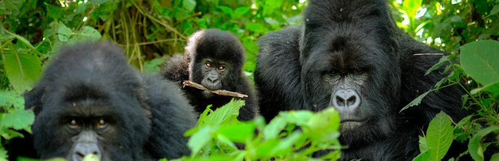 How to get to Bwindi impenetrable national park