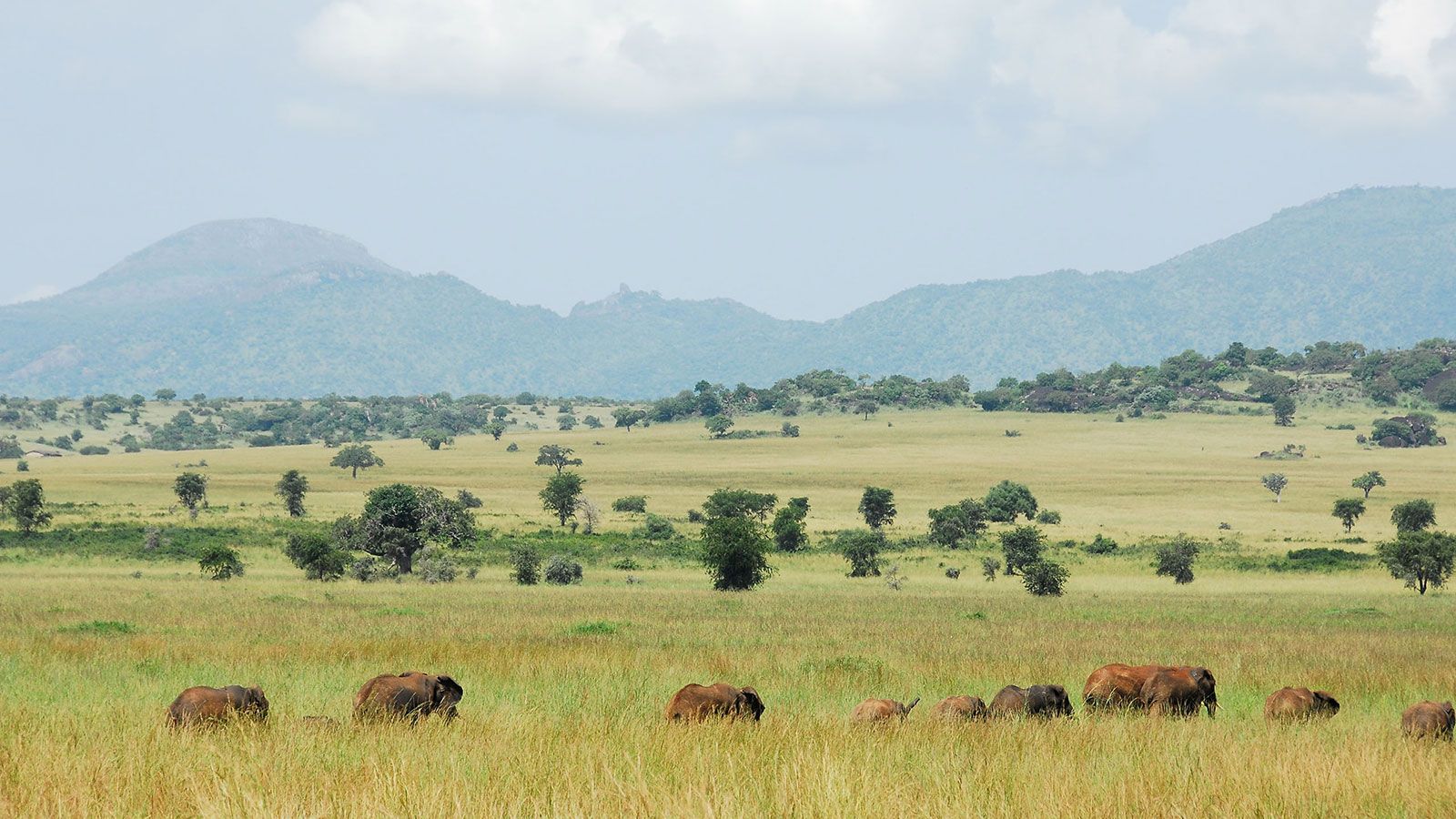 Game Drives in Kidepo valley national park