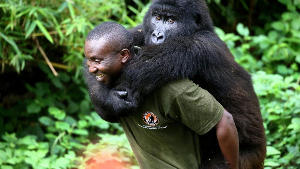 Gorilla trekking in Virunga national park