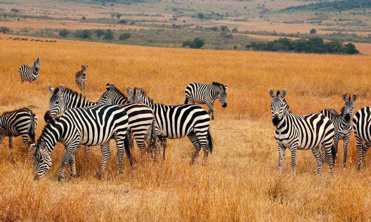 4 Days Kidepo valley wildlife safari