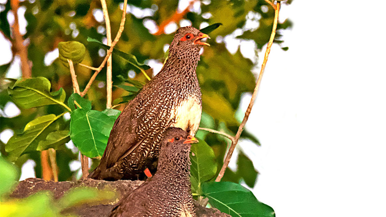 Bird Watching in Pian Upe Wildlife Reserve