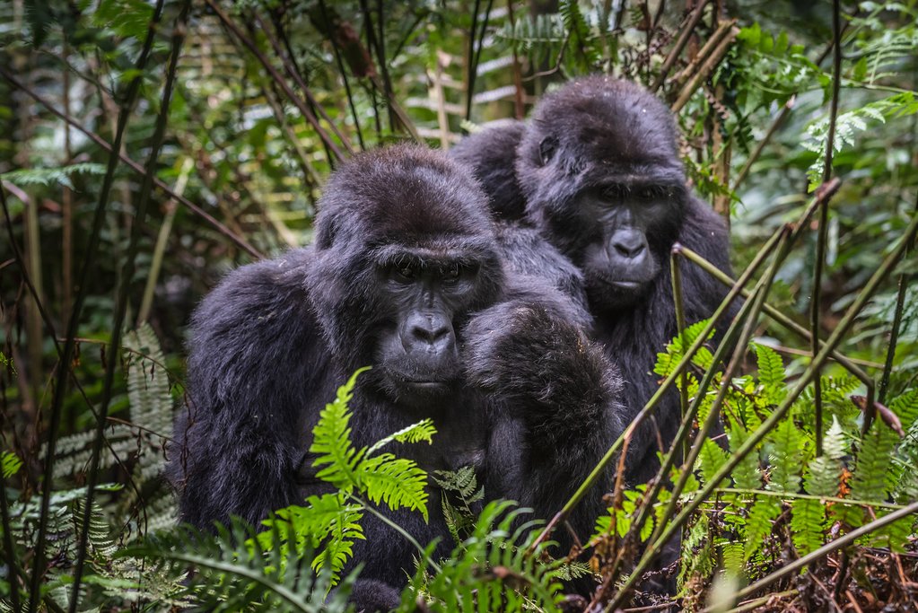 How to Get to Bwindi Impenetrable National Park