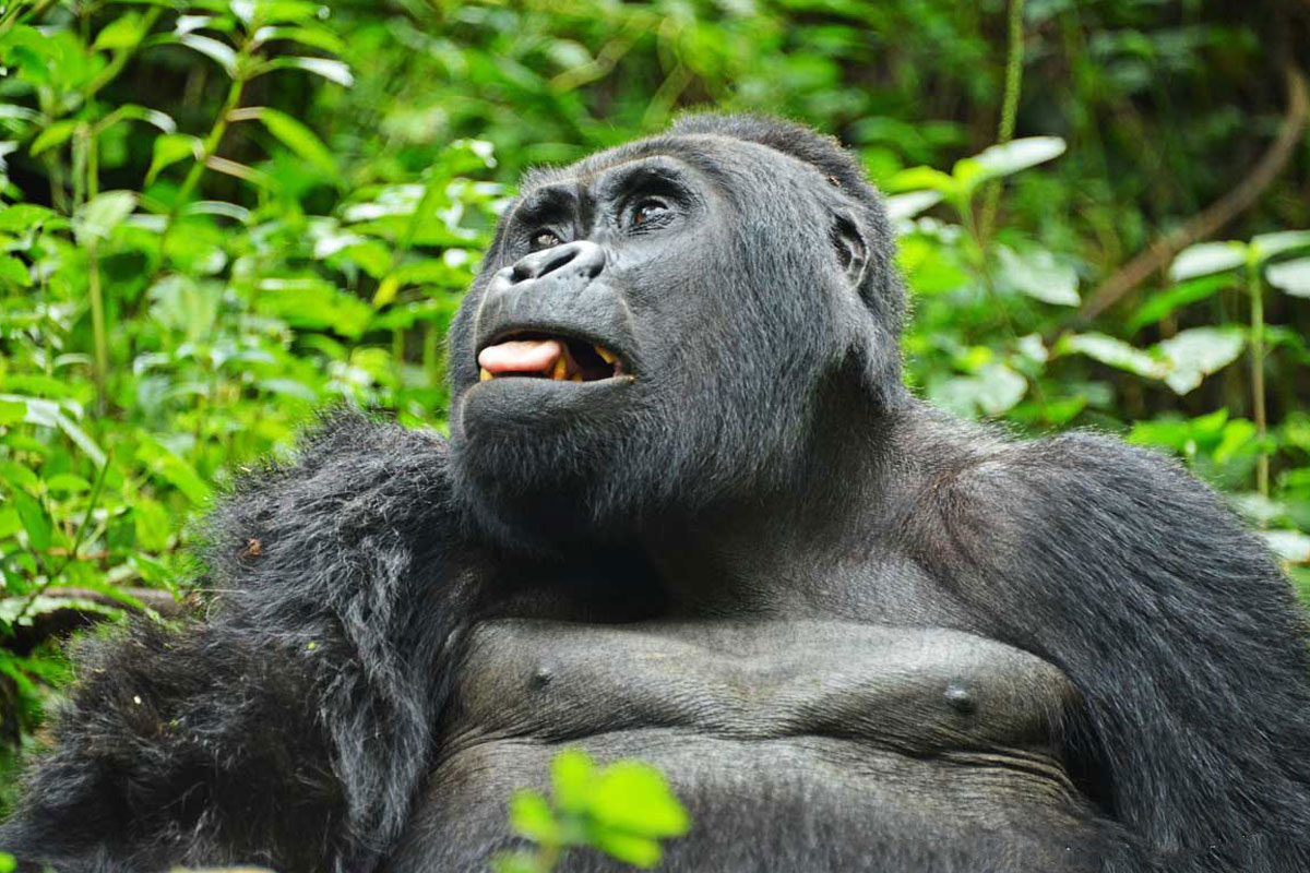 Rules and Requirements for Gorilla Trekking