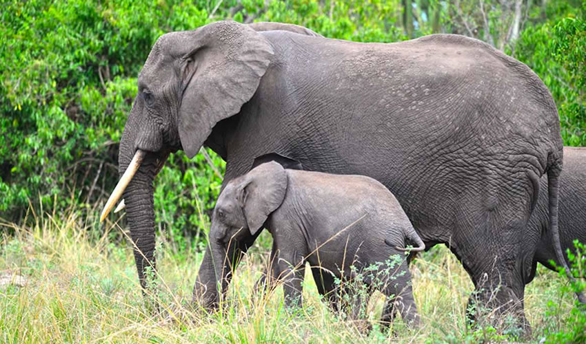 Big Five Safaris In Uganda